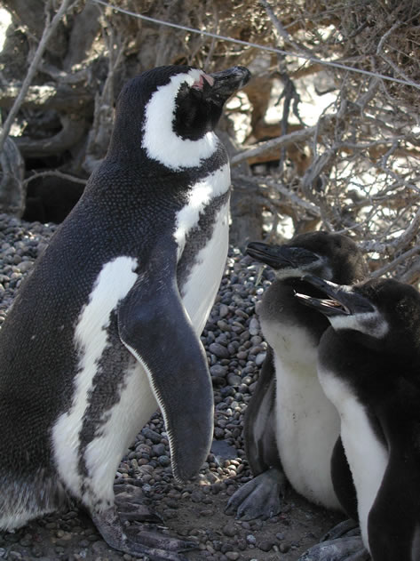 Magellan-Pinguine im Tier-Reservat 'Punta Tombo' an der Atlantik-Kste von Patagonien, Argentinien.