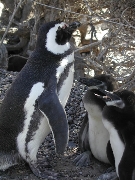 Magellan Penguins in the Animal Reservation 'Punta Tombo' on the Atlantic coast of Patagonia, Argentina.