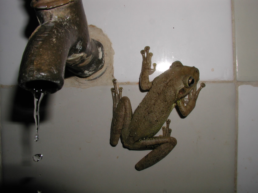 Frog in a work camp, Cuba.