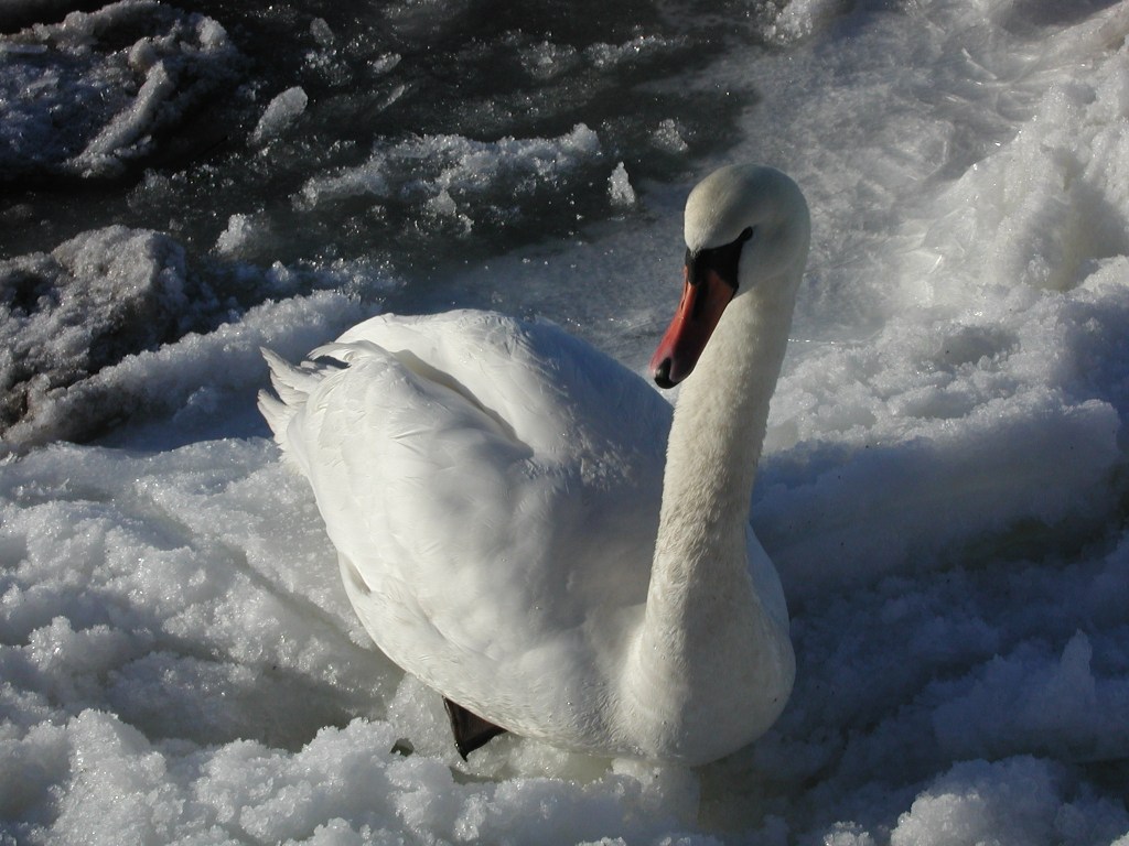 Cisne Vulgar (Ave nacional de Dinamarca) en el hielo, Limfjord Aalborg.