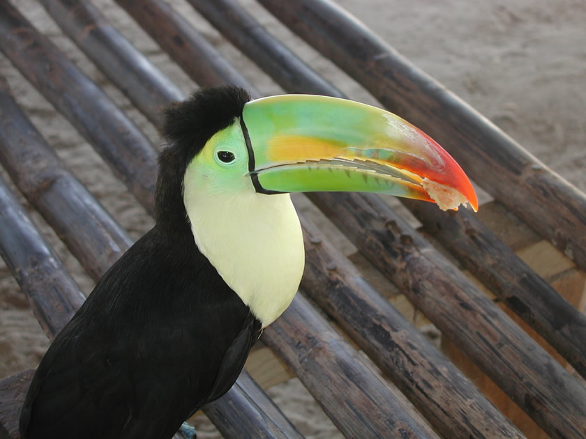 Un tucn en el Parque Nacional Punta Sal en Tela, Honduras.