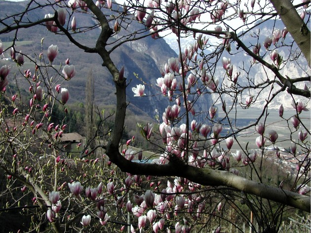La flor de las magnolias a finales de marzo en el valle 'Etsch' cerca de Salurn, Sd-Tirol.