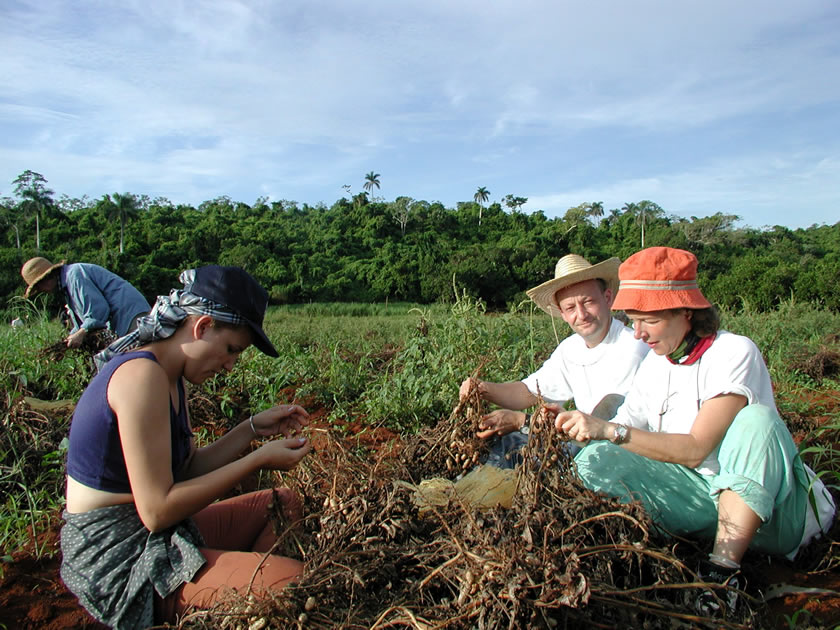 La cosecha de man (cacahuete) en Cuba.