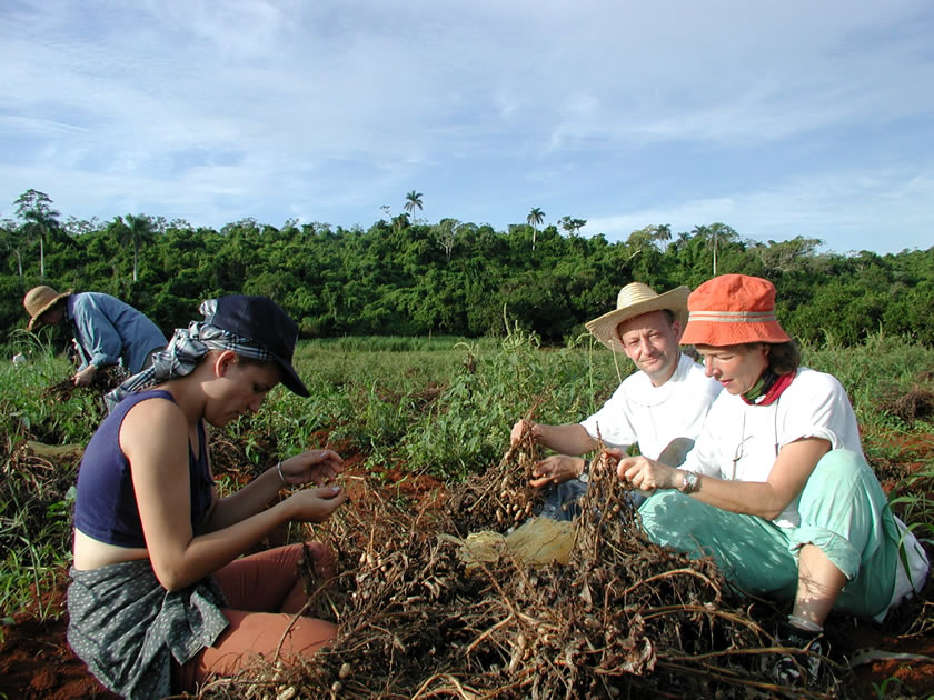 Harvesting peanuts, Cuba.
