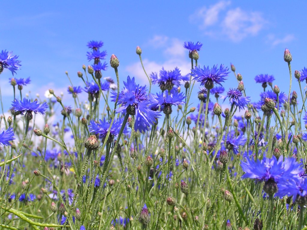 Field of cornflowers (Centaurea cyanus) in North Jutland, Denmark.