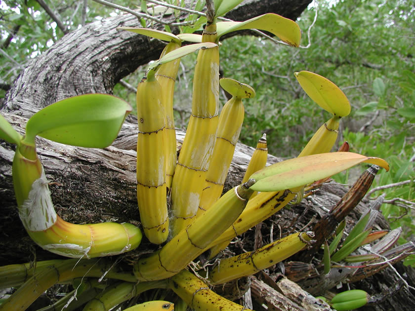Banana Orchid in den Mangrovensmpfen der Insel Utila, Honduras.