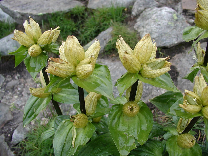 Spotted Gentian (Gentiana punctata) on the Greina plateau, Switzerland.